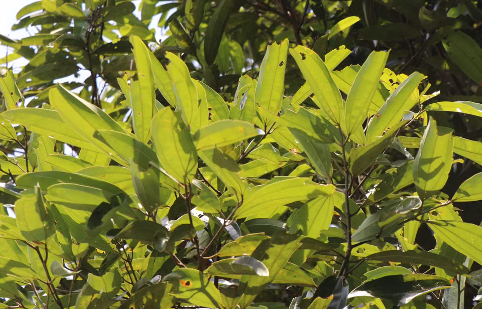 Las hojas de canela tienen muchos propiedades medicinales. (Foto: VNA)