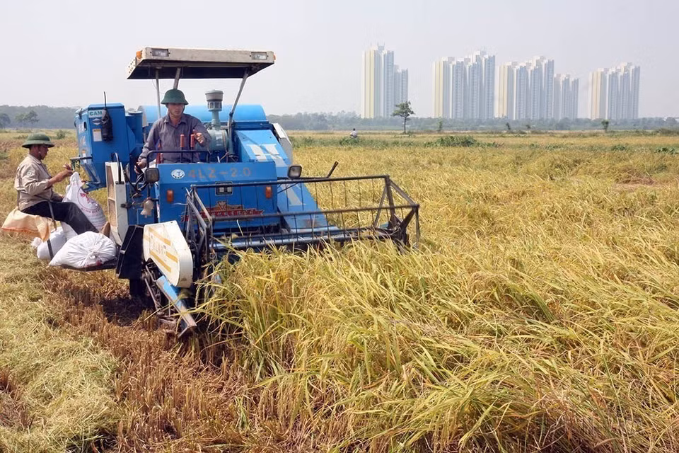 Mecanización sincrónica en la producción agrícola permite la reducción de costos y el aumento de la productividad laboral de acuerdo con los criterios de construcción de un nuevo campo rural en la comuna de Da Ton, distrito de Gia Lam. (Foto: VNA)
