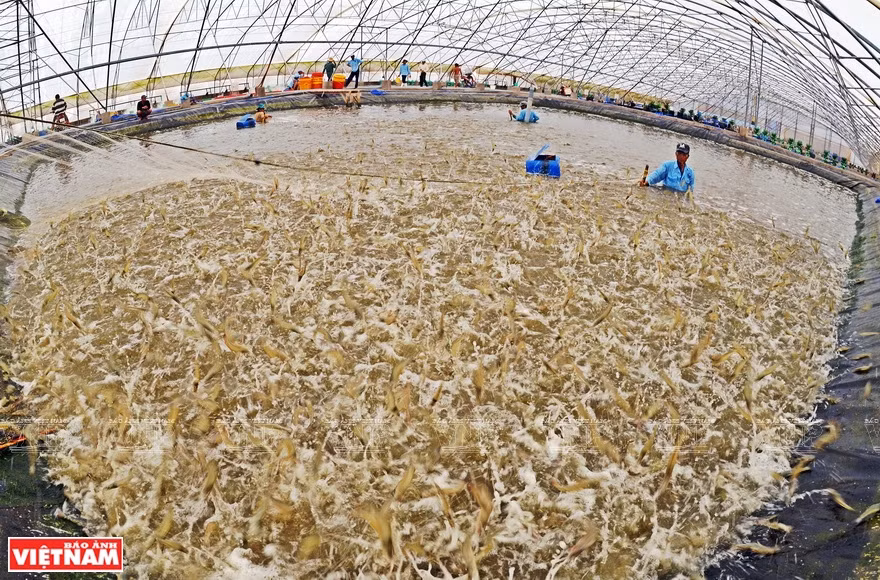 Modelo de cultivo de camarón de alta tecnología en Ca Mau. (Foto: VNA)