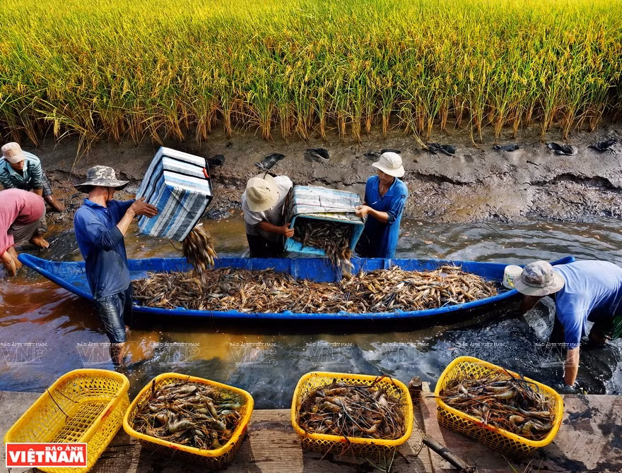 Cosecha de langostino gigante de agua dulce en Ca Mau. (Foto: VNA)