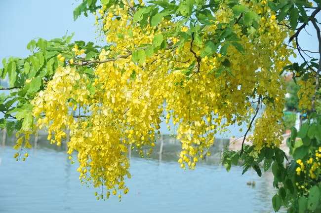 Esta planta, nativa del sur de Asia, tiene diferentes nombres en vietnamita debido a la forma de sus flores, tales como Hoa long den (flor de linterna), Bo cap nuoc (escorpión de agua) y Mai no muon (Ochna integérrima de floración tardía), entre otros (Foto: VNA)