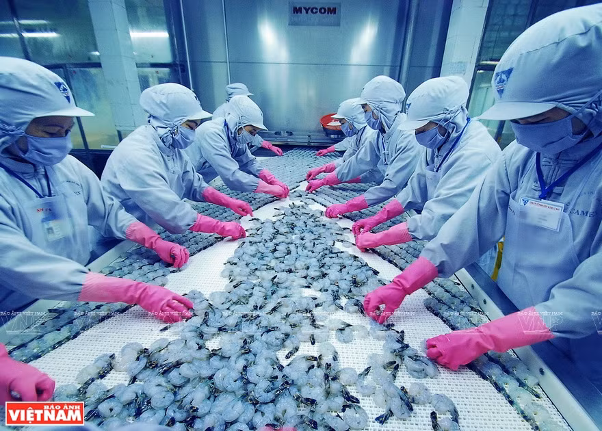 Ca Mau tiene más de 30 fábricas de procesamiento de camarones con una capacidad total de 200 mil toneladas por año, los cuales se exportan a 90 países y territorios. (Foto: VNA)