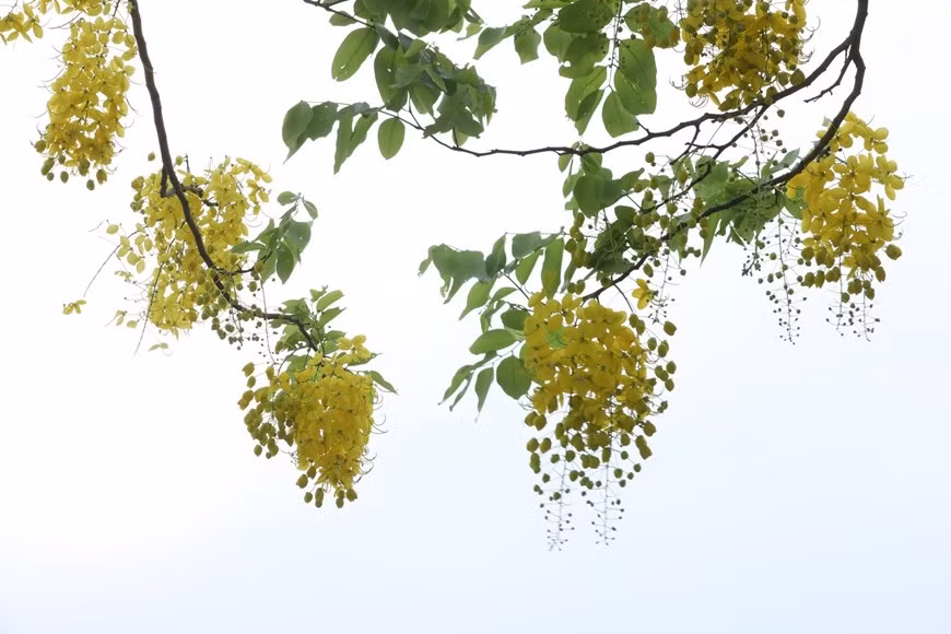 Florecen bajo el cielo (Foto: VNA)
