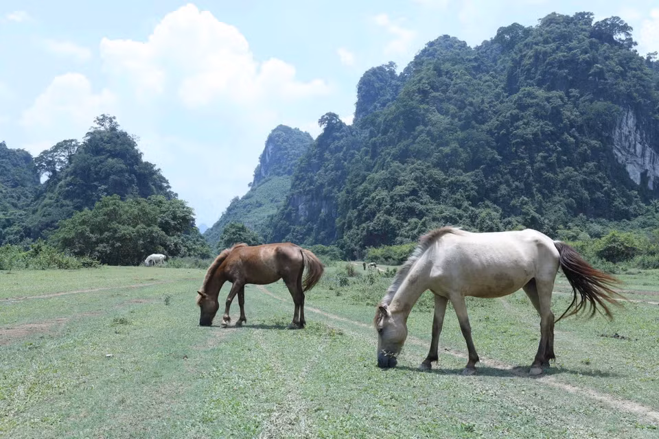 Una manada de caballos pastan pacíficamente en la "alfombra verde" que se extiende a lo largo del herbazal de Dong Lam. (Fuente: VNA)
