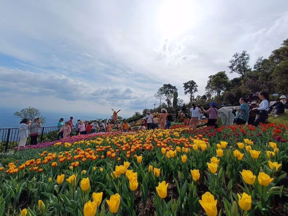 Más de 100 mil tulipanes se exhiben en la cima de la montaña Ba Den en ocasión del Tet 2023. (Fuente:VNA)