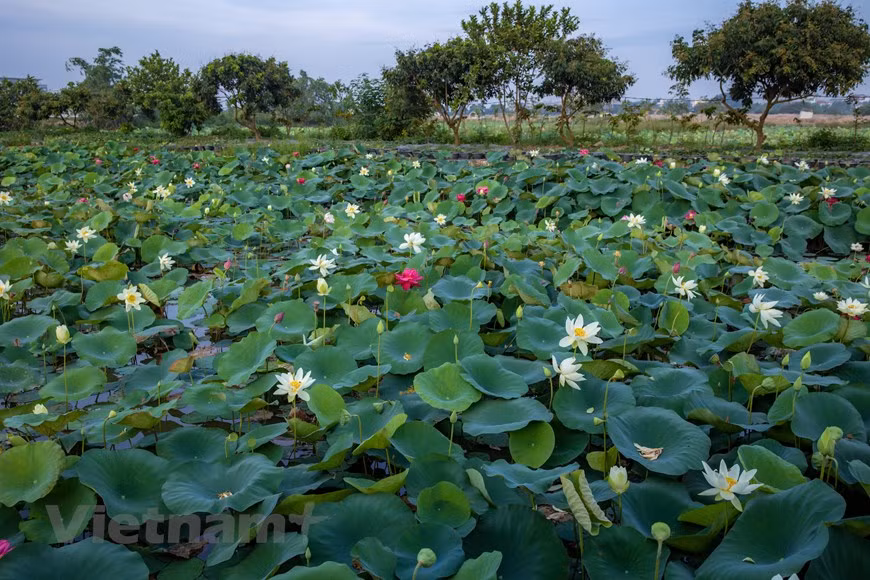 El cuidado de todos los tipos de loto es casi el mismo, solo que varía en función de la estación, la tasa de crecimiento y la nutrición (Foto: Vietnam+)