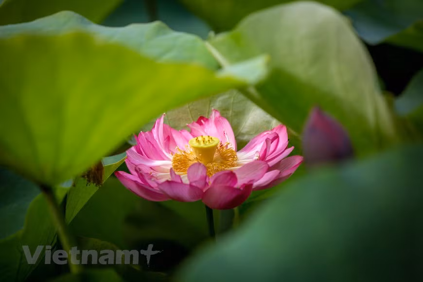 Variedad de loto Pink Diamonds Lotus, también conocida como loto de diamante rosa (Foto: Vietnam+)