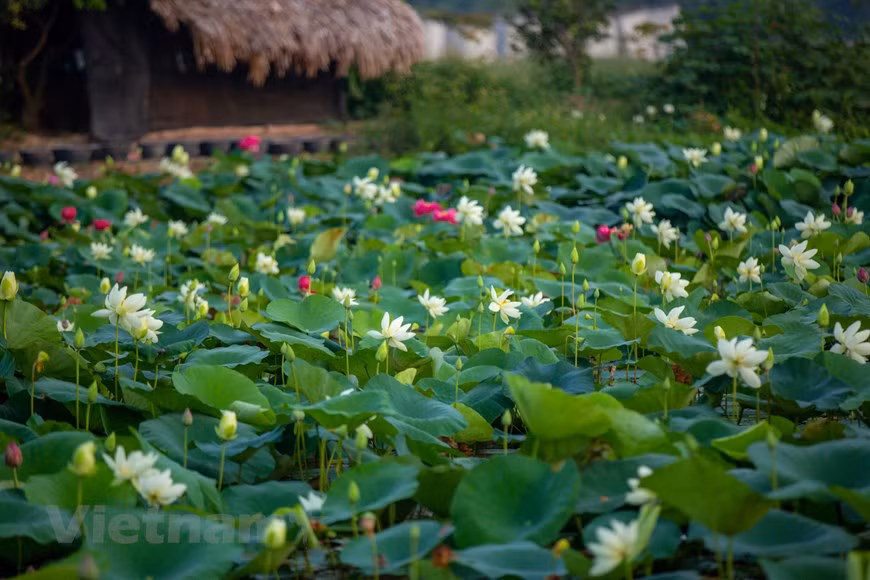 El lago de lotos pertenece al Centro de Experimentación, Investigación y Desarrollo de Gen de Loto, en el distrito Gia Lam, Hanoi (Foto: Vietnam+)