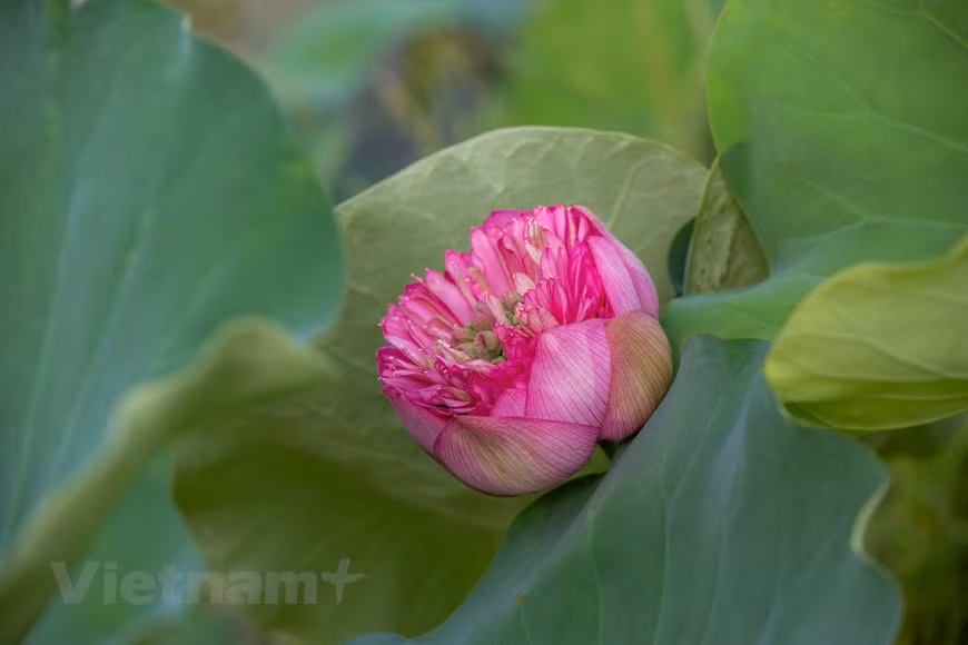 Variedad de loto Pink Diamonds Lotus, también conocida como loto de diamante rosa (Foto: Vietnam+)