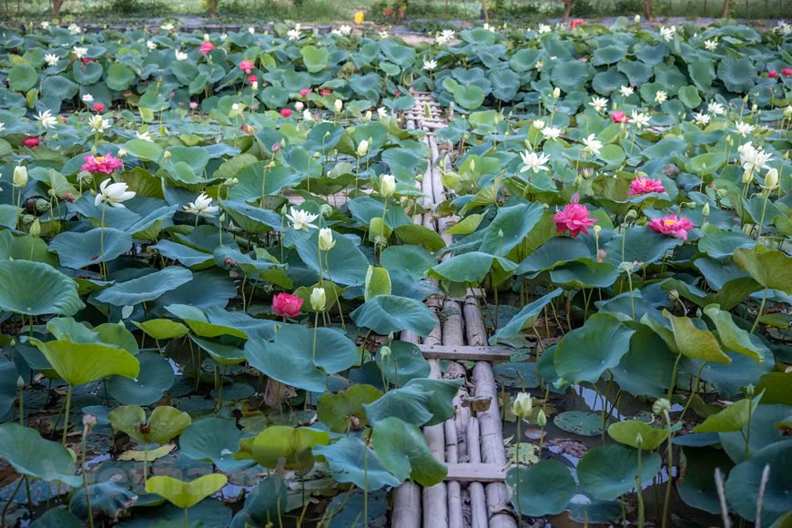 El área para plantar y desarrollar preciosas especies de loto en Gia Lam crea un lago separado y colorido (Foto: Vietnam+)