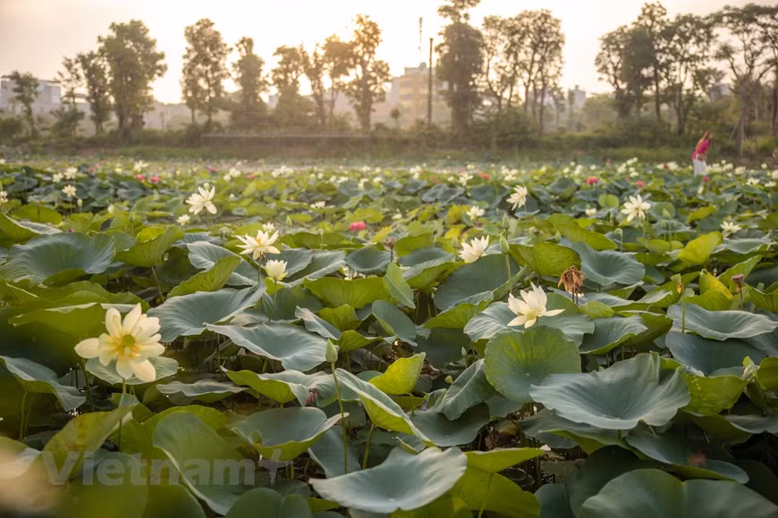 El sitio, con una superficie de 7,5 hectáreas, es el hogar de muchas especies de lotos en Vietnam (Foto: Vietnam+)