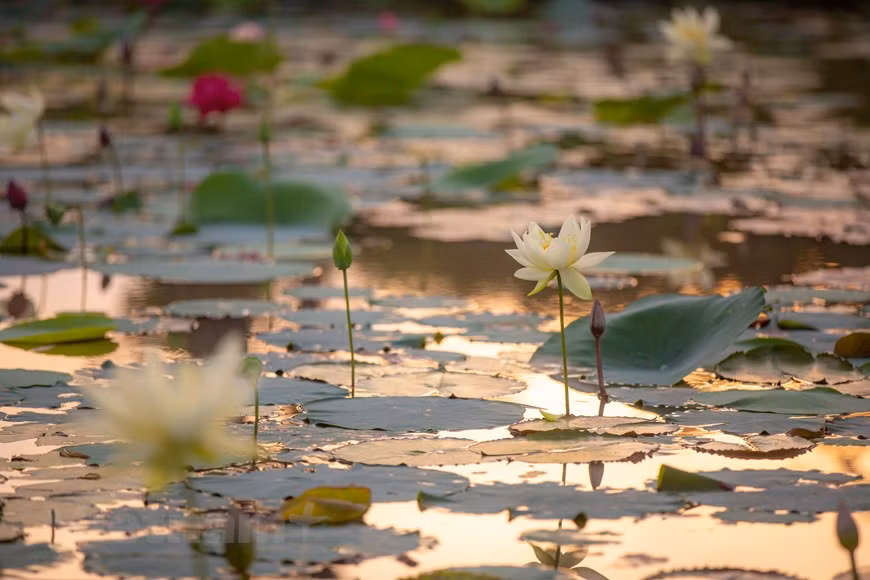 A unos 13 kilómetros del centro de Hanoi, los visitantes se sorprenderán al ver un lago de lotos con muchas variedades (Foto: Vietnam+)