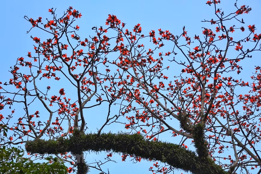 Cuenta la leyenda que el antiguo árbol del algodonero rojo se remonta a la antigua pagoda de mil años. (Fuente: VNA)