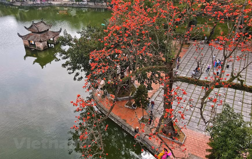 En marzo, al pie de la montaña Sai Son, en el distrito de Quoc Oai, en Hanoi, se aprecia la floración de los algodoneros rojos. (Fuente: VNA)