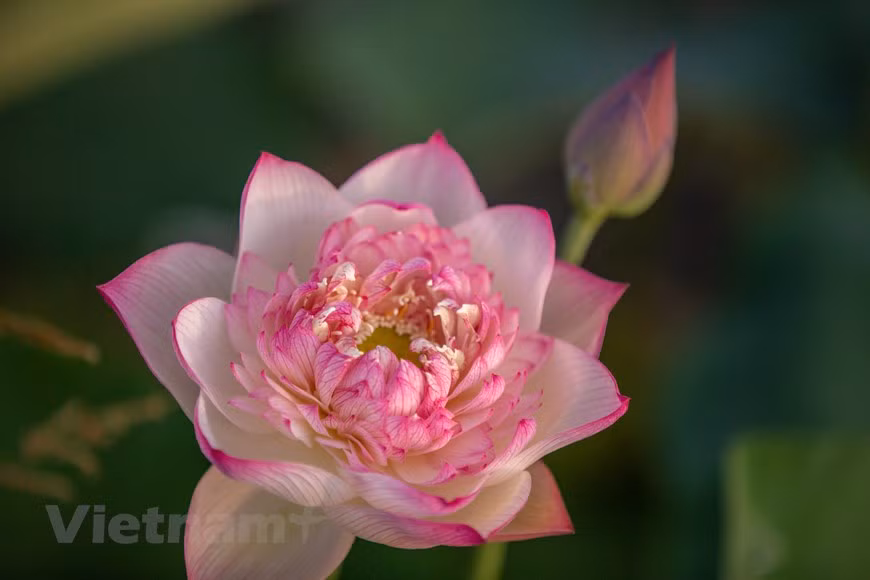 Trung Son, el loto de mil pétalos, florece bajo el sol de verano (Foto: Vietnam+)