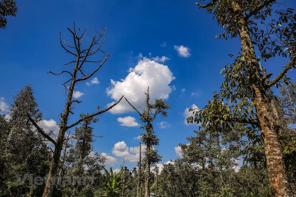 Según datos oficiales, en el período 2015-2016, la salinización y la sequía afectó casi 400 mil hectáreas de la tierra dedicada al cultivo arrocero en las localidades ribereñas, o sea, el 35 por ciento de la superficie total de los campos del grano en la región sureña. De acuerdo con un estudio sobre los escenarios de cambio climático en Vietnam, se prevé que podría desaparecer por siempre en el año 2100 el 40 por ciento de la región sureña, el cual provee hogar a un 20 por ciento de la población vietnamita, y se encarga del 50 por ciento de la producción arrocera nacional (Fuente: Vietnam+)