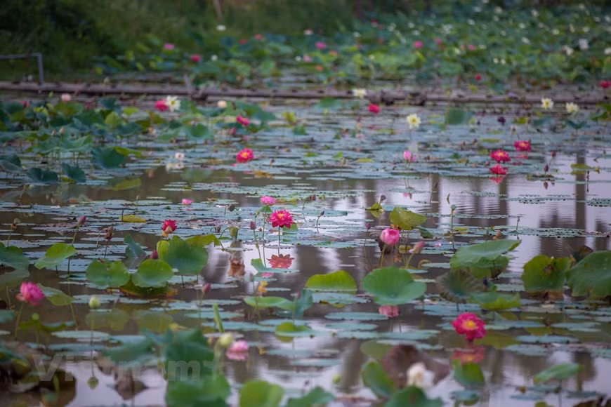 Todos los días, este sitio produce de 800 a mil flores de loto de todo tipo (Foto: Vietnam+)