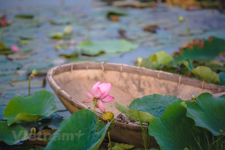 El loto debe cosecharse y distribuirse e antes de que brille el sol (Foto: Vietnam+)