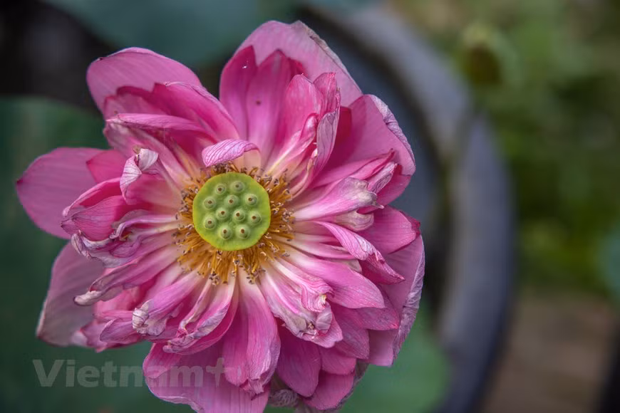 Variedad de loto Mid Nights Lotus (Foto: Vietnam+) 