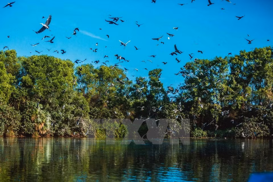 El Jardín de Aves en la comuna de Hiep Thanh fue reconocido como reserva natural en 1986 (Fuente: VNA)