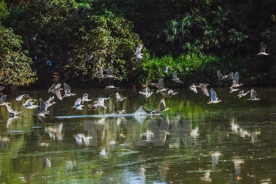 Las aves se reúnen en el jardín durante la temporada de lluvias de mayo a octubre (Fuente: VNA)