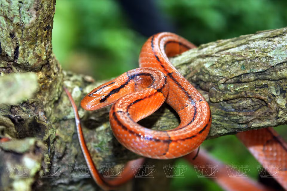 En el Parque Nacional Cat Ba todavía existen muchos reptiles, como serpientes y lagartos.