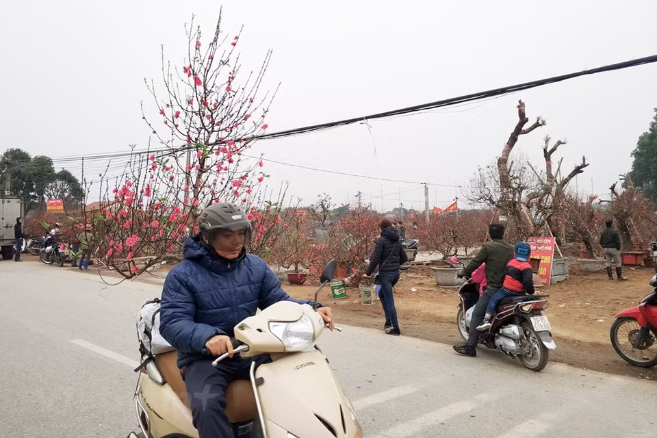 Mercado de flores de melocotón a lo largo de la autopista(Fuente: VNA)