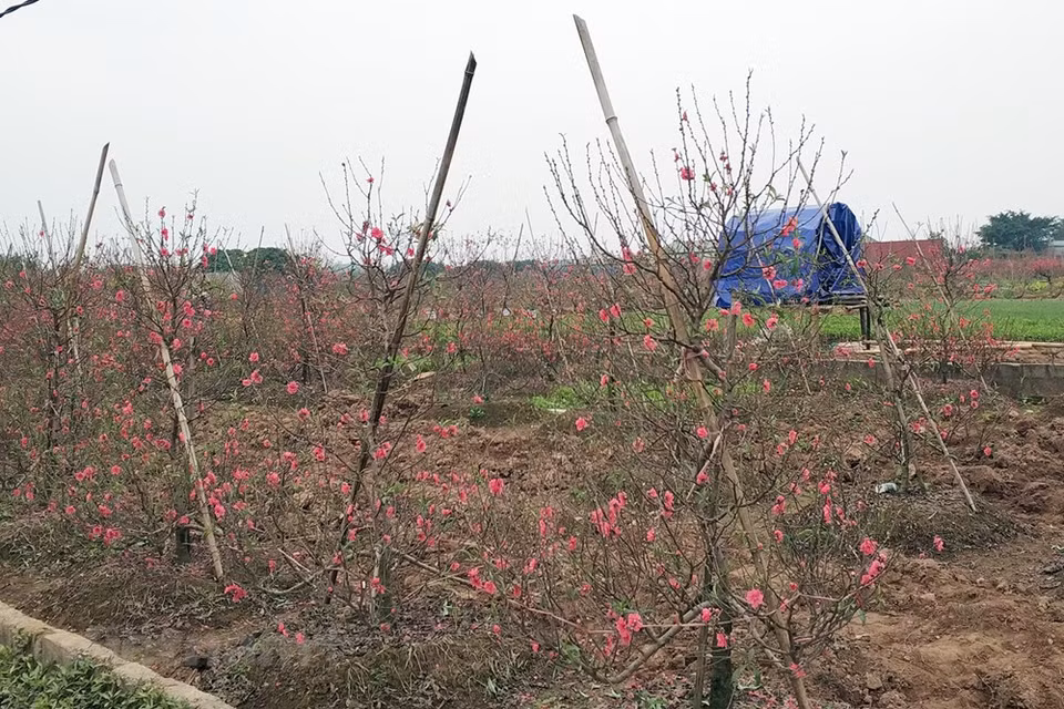 Cultivo de árboles de melocotón para el Tet (Fuente: VNA)