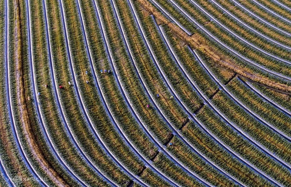 La obra "Sobre las granjas de sandías" captura la escena de los agricultores en vísperas del Año Nuevo Lunar (Tet) en Tan Lap (Foto: vnexpress.net)