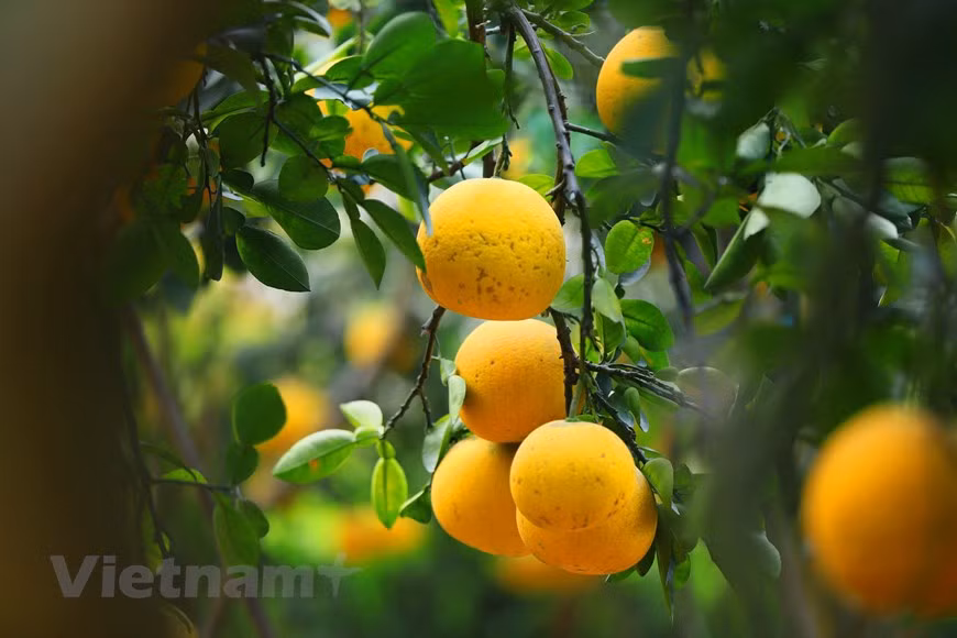 El pomelo es una de las cinco frutas indispensables en el “Mam Ngu Qua” (bandeja de cinco frutas) en las celebraciones del Tet en el norte de Vietnam, por lo que los precios de esta variedad pueden ser más caros (Foto: Vietnam+)