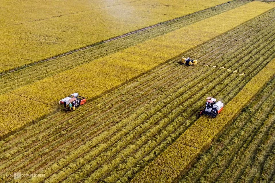 La recolección del arroz maduro dorado en la temporada de cosecha, junto con el rápido ritmo de trabajo, crea una imagen vívida del campo (Foto: vnexpress.net)