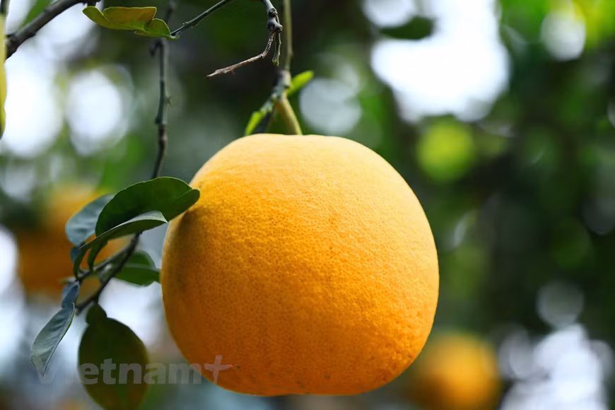 Pomelo Dien es diferente de otros pomelos, con unos 15 centímetros de diámetro y de 0,8 a un kilógramo de peso (Foto: Vietnam+)