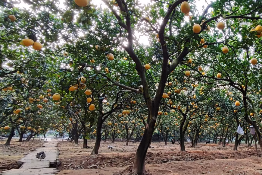 Pomelo Dien es una famosa variedad de esta fruta, cultivada en el barrio de Phu Dien (otrora aldea Dien), en el distrito capitalino de Bac Tu Liem. Los pomelos Dien son de tamaño pequeño, con piel dorada, semillas pequeñas y sabor dulce (Foto: Vietnam+)