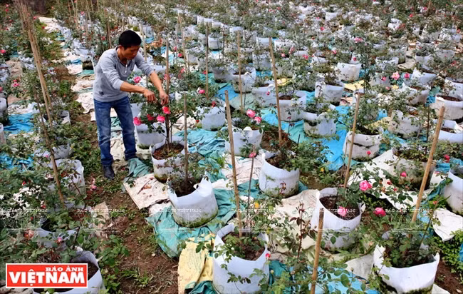 El cultivo de rosa mejora el nivel de vida de los lugareños (Fuente: VNA)