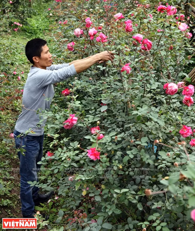Las plantas requieren minuciosa atención (Fuente: VNA) 