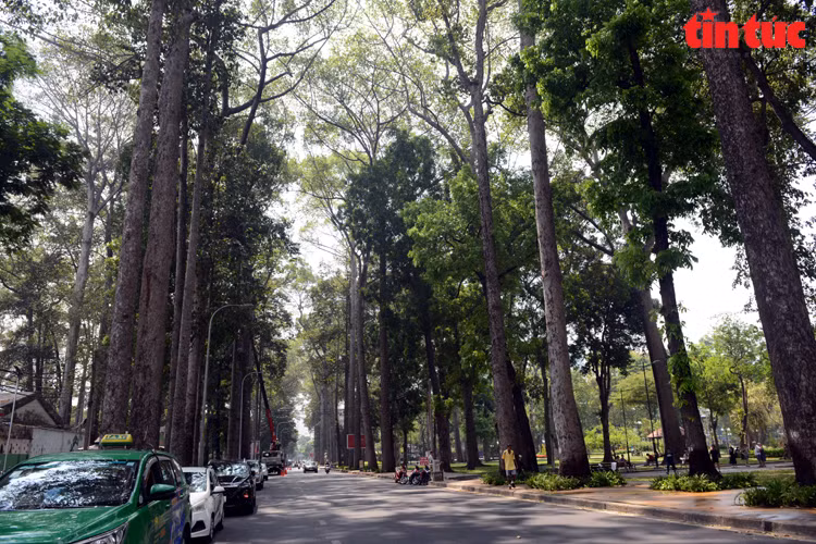 La calle Truong Dinh (Distrito 1) está bordeada de árboles centenarios, lo que crea sombra para ayudar a los caminantes a sentirse más cómodos. (Fuente: VNA)