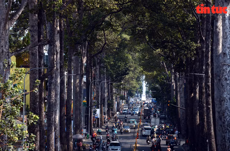 Bajo el intenso calor de Ciudad Ho Chi Minh, las calles arboladas ayudan a la gente a sentirse más cómoda y fresca. (Fuente: VNA)