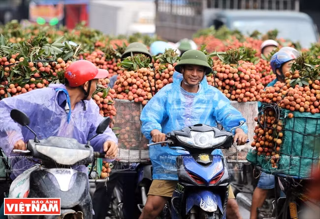  Alegría de los agricultores por una cosecha abundante.