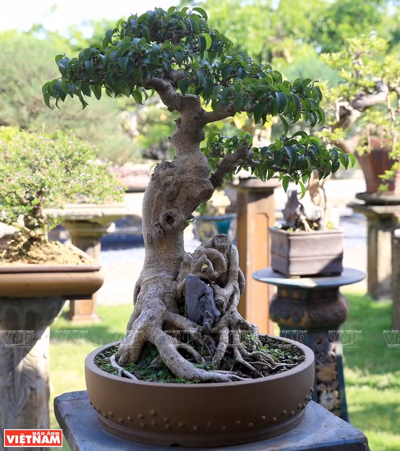 Árbol ornamental en la comuna de Hong Van (Fuente: VNA)