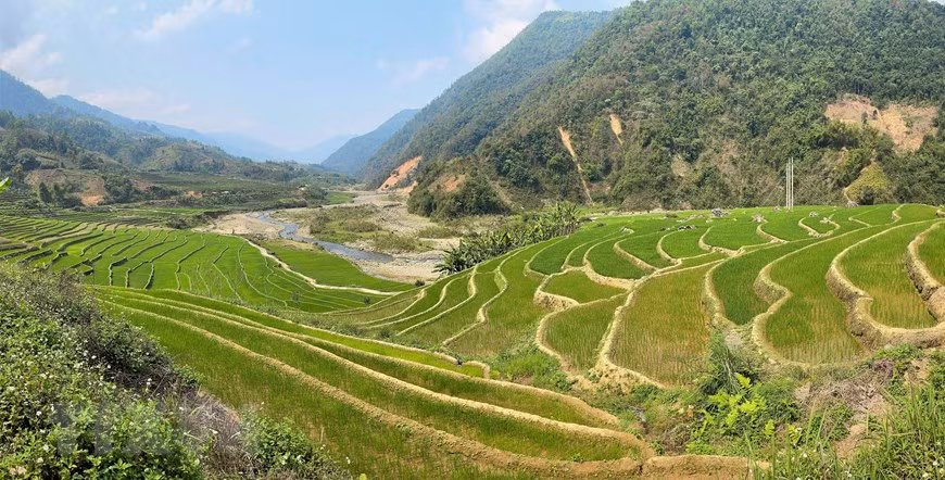 Las terrazas de arroz en el distrito de Muong Te, Lai Chau (Fuente: VNA)