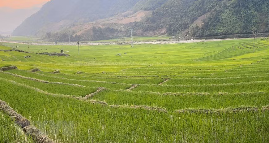 Un color verde se extiende por el terreno (Fuente: VNA)