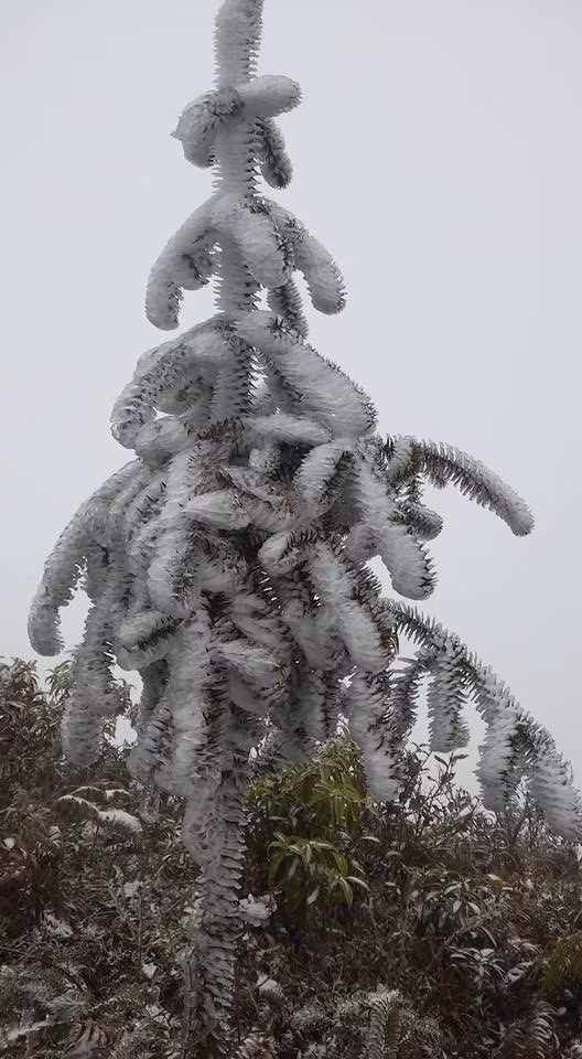 Nieves cubren paso O Quy Ho (Fuente:VNA)