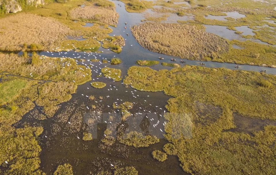 Con una superficie de tres mil 500 hectáreas, la laguna Van Long es la mayor reserva de humedal en el Norte de Vietnam. 