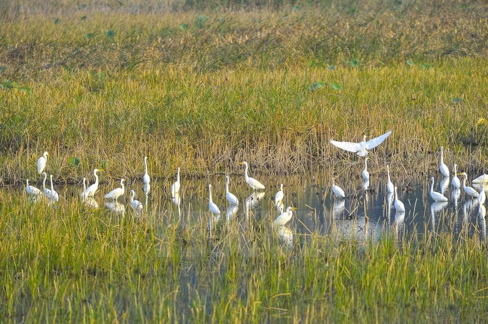 El ecosistema aquí ofrece un hábitat ideal para numerosas variedades de pájaros, entre ellos la cigüeña blanca. 