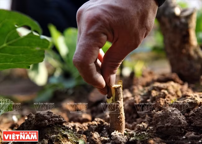 El injerto de melocotón rojo en muestras de melocotoneros silvestre se realiza unos dos meses antes del Tet debido a que una vez que ambos crezcan como un solo organismo dan brotes y florecen en la primavera (Fuente: VNA)