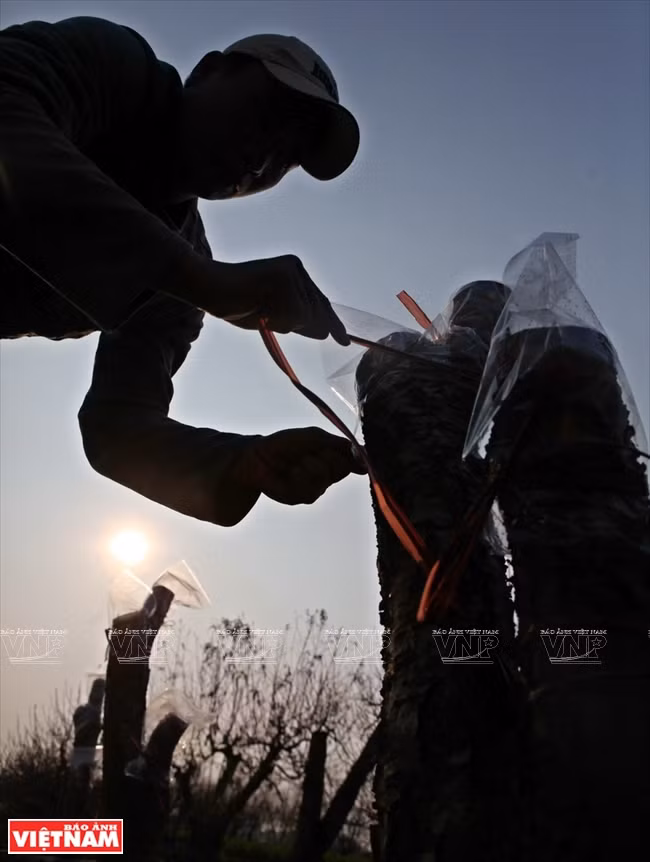 Protección contra las heladas para las muestras de melocotón salvaje después de ser injertados (Fuente: VNA)