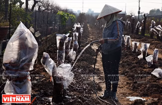 Regando los árboles de melocotón (Fuente: VNA)