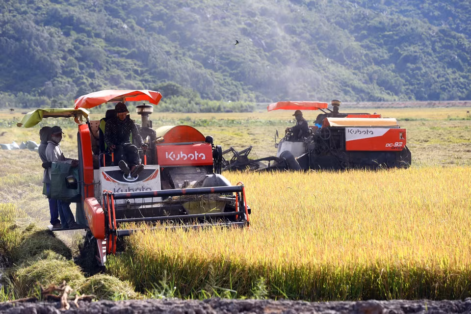 Cosecha de arroz verano-otoño en la ciudad de Dong Hoa. (Foto: VNA)