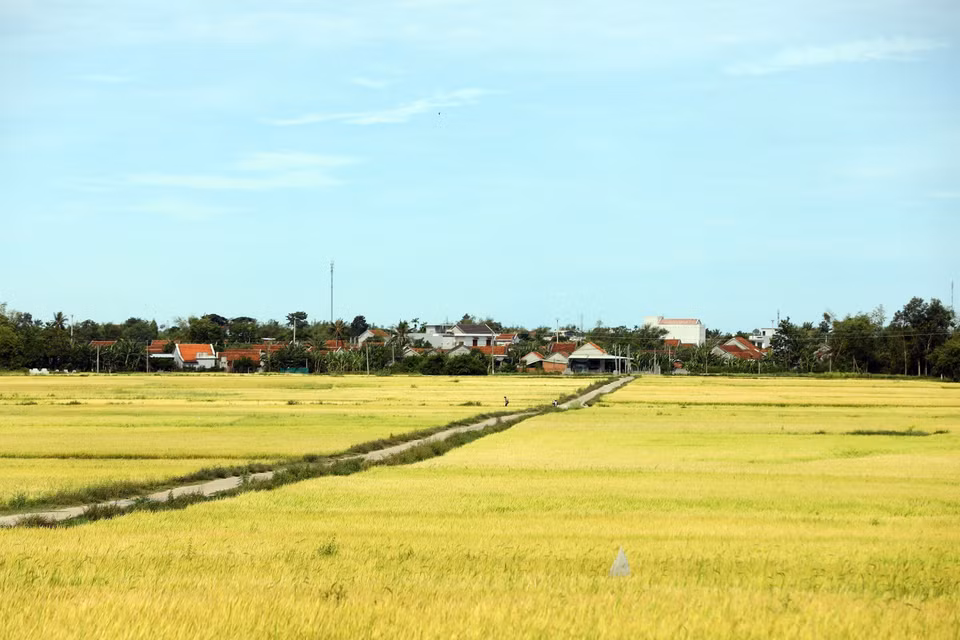 La imagen de los extensos campos de arroz atrae a los turistas cuando vienen a Phu Yen. (Foto: VNA)