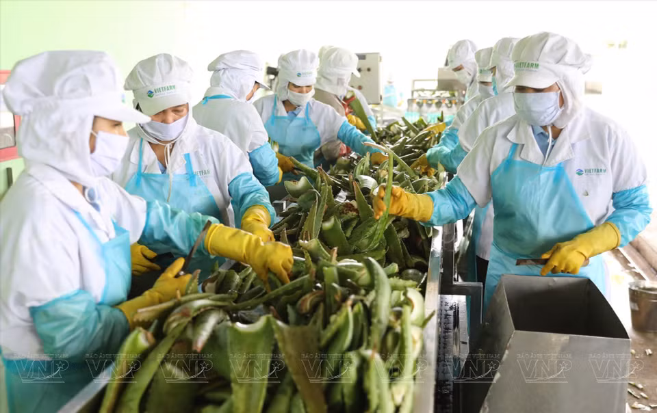 Procesamiento y clasificación de aloe vera en la empresa Canh dong Viet, provincia de Ninh Thuan. (Foto: Revista ilustrada de Vietnam)